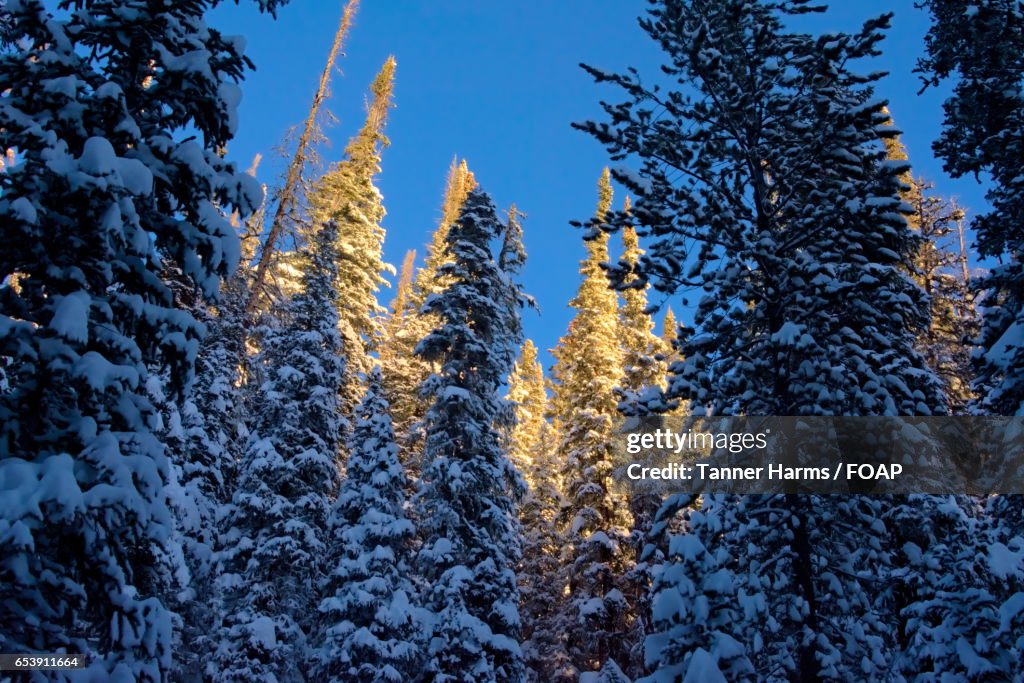 Fresh snowfall rests on coniferous trees