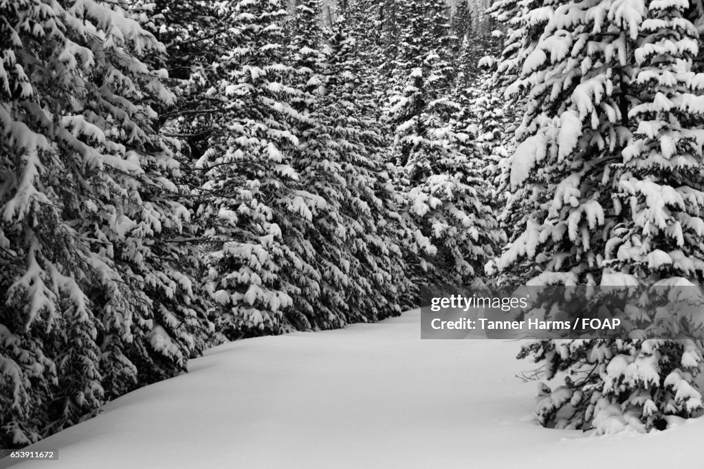 Snowfall on mountain pathway