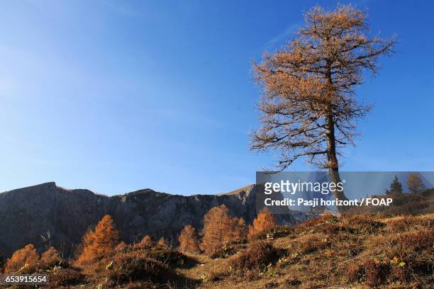 autumn trees on mountains - horizont - fotografias e filmes do acervo