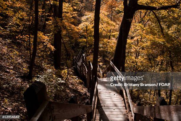 scenic view of wooden stairs in autumn forest - brittany branson stock-fotos und bilder