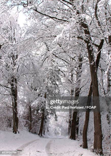 snow covered road in forest - horizont - fotografias e filmes do acervo