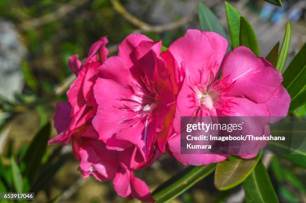 pink oleander (nerium oleander) flowers - pink oleander stock pictures, royalty-free photos & images