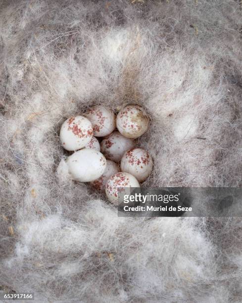 bird's nest with eggs - nest egg stockfoto's en -beelden