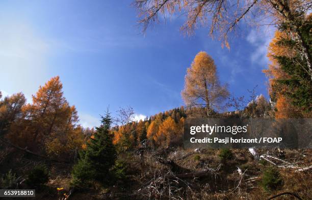 larch autumn trees on mountain - horizont - fotografias e filmes do acervo