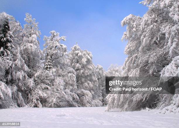 path through snow covered trees - horizont - fotografias e filmes do acervo