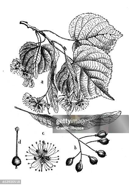 botany plants antique engraving illustration: tilia (linden) - linden tree fruit stock illustrations