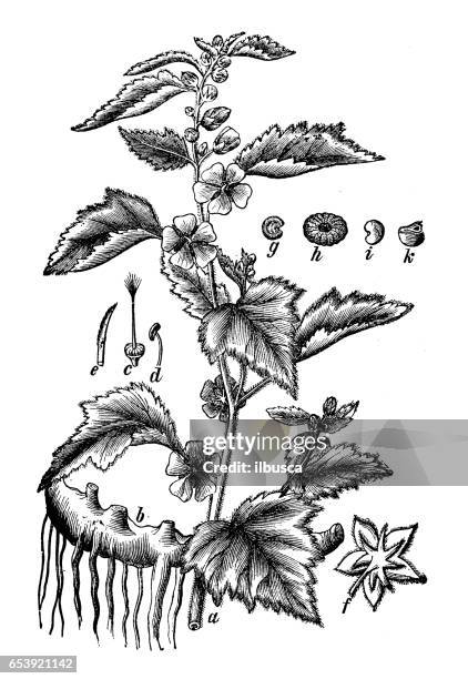 botany plants antique engraving illustration: althaea officinalis (marshmallow) - marsh mallow plant stock illustrations