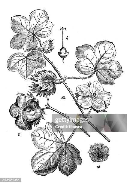 botany plants antique engraving illustration: gossypium herbaceum (levant cotton) - gossypium herbaceum stock illustrations