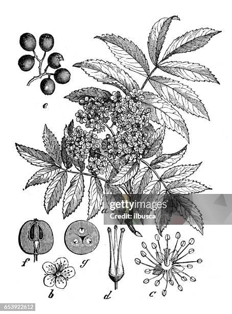 bildbanksillustrationer, clip art samt tecknat material och ikoner med botanik växter antik gravyr illustration: sorbus aucuparia (rowan, rönn) - ash