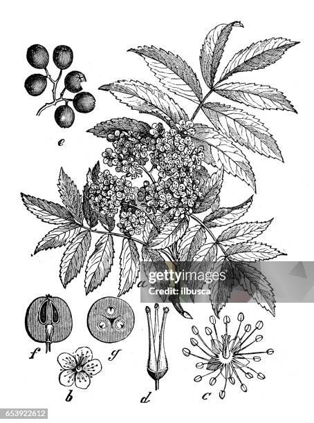 botany plants antique engraving illustration: sorbus aucuparia (rowan, mountain ash) - rowan tree stock illustrations