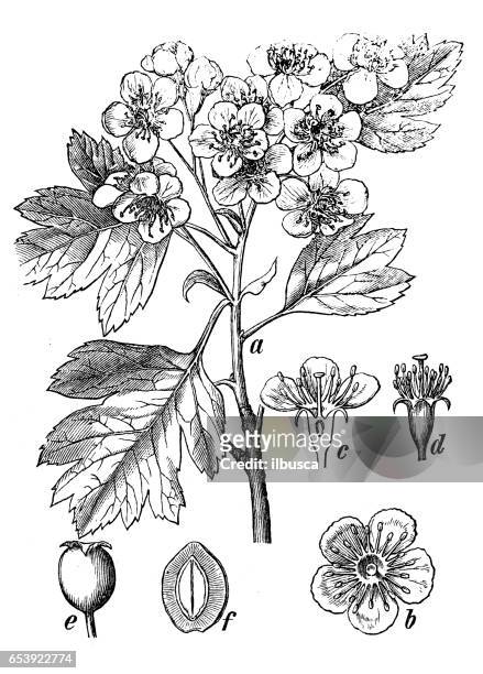 stockillustraties, clipart, cartoons en iconen met plantkunde planten antieke gravure illustratie: crataegus monogyna (gemeenschappelijk meidoorn) - hawthorn