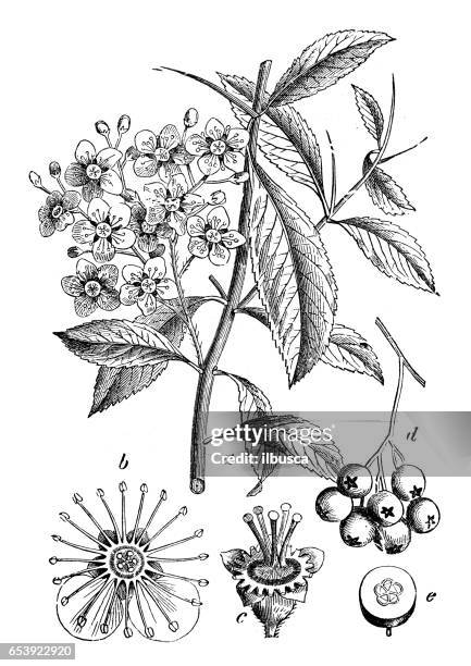 botany plants antique engraving illustration: cotoneaster pyracantha - firethorn stock illustrations
