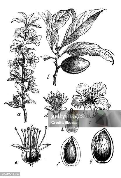 ilustraciones, imágenes clip art, dibujos animados e iconos de stock de botánica plantas antigua ilustración de grabado: dulcis de prunus, syn. prunus amygdalus (almendra) - almond branch