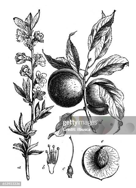 botanik pflanzen antike gravur illustration: prunus persica (pfirsich) - pfirsichkern stock-grafiken, -clipart, -cartoons und -symbole