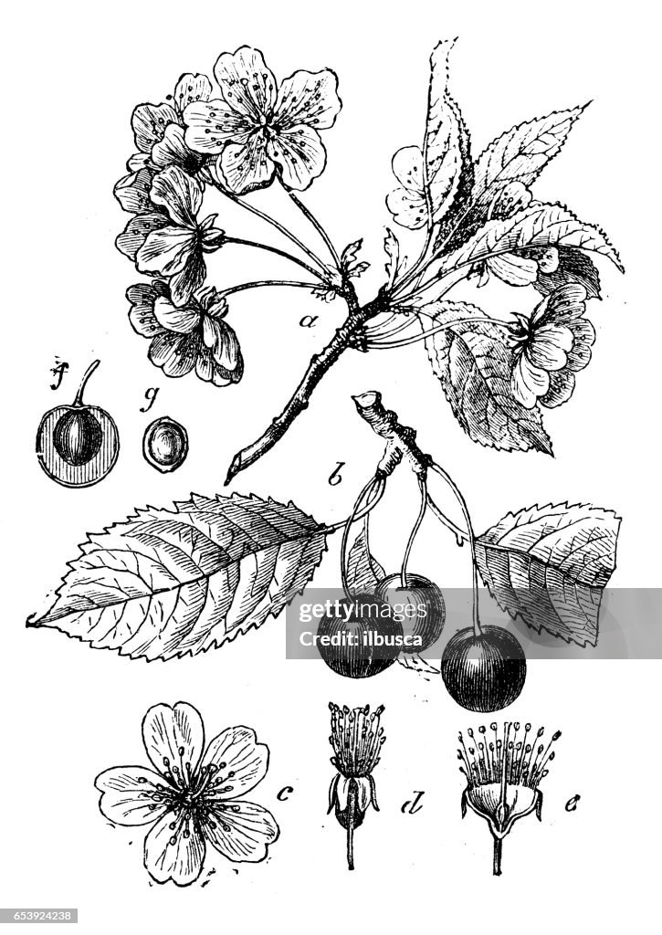 Botany plants antique engraving illustration: Prunus avium (wild cherry, sweet cherry, gean)