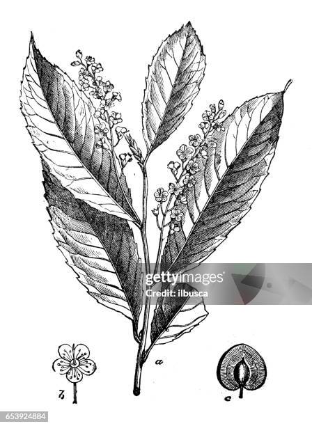 botany plants antique engraving illustration: prunus laurocerasus (cherry laurel, common laurel) - mackerel stock illustrations