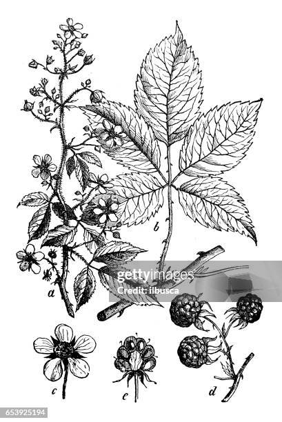 ilustrações, clipart, desenhos animados e ícones de plantas de botânica antiga ilustração de gravura: rubus armeniacus (himalayan blackberry, blackberry armênio) - framboesa