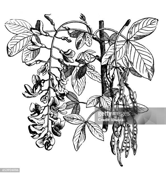botany plants antique engraving illustration: laburnum anagyroides (common laburnum, golden chain) - laburnum anagyroides stock illustrations