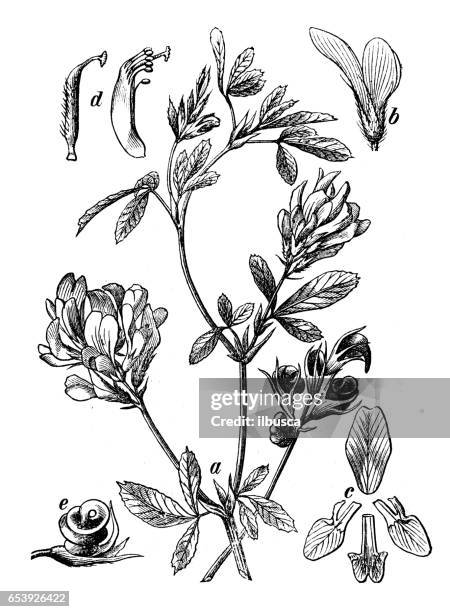 botany plants antique engraving illustration: medicago sativa (alfalfa, lucerne) - alfalfa stock illustrations