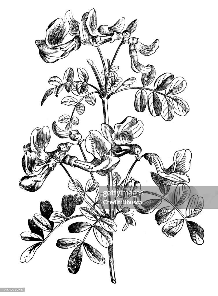 Botany plants antique engraving illustration: Hippocrepis emerus (scorpion senna)