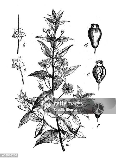botany plants antique engraving illustration: myrtus communis (common myrtle) - castor bean plant stock illustrations
