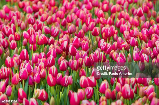 tulip day in amsterdam - palácio real de amsterdã - fotografias e filmes do acervo
