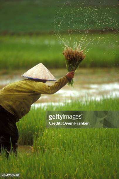 wet rice planting in laos - wet sweatshirt foto e immagini stock