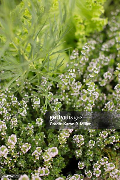 green plantings - paso robles stockfoto's en -beelden