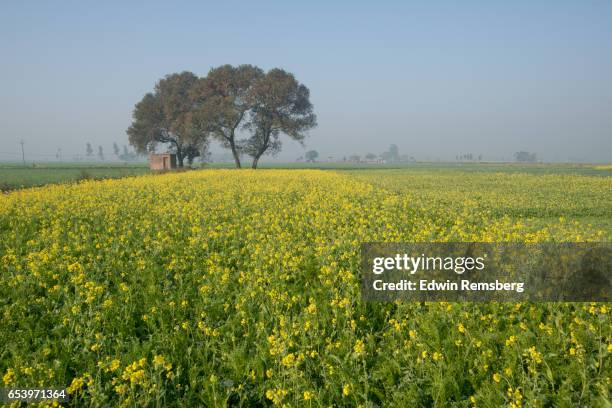 field of flowers - punjab india stock pictures, royalty-free photos & images