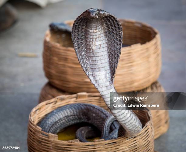 cobra in basket - cobra stock pictures, royalty-free photos & images