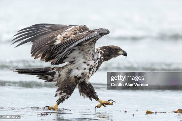 immature bald eagle...3 - talon stock pictures, royalty-free photos & images