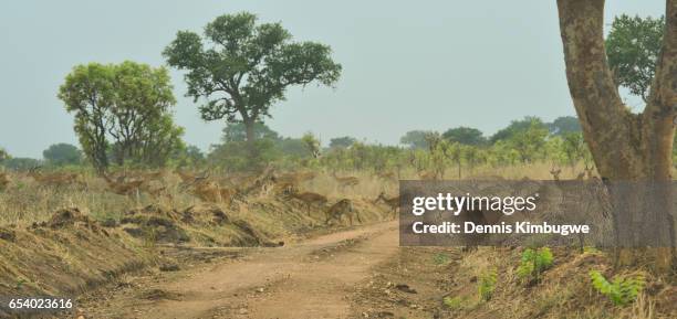 the great antelope migration. - oribi stock pictures, royalty-free photos & images