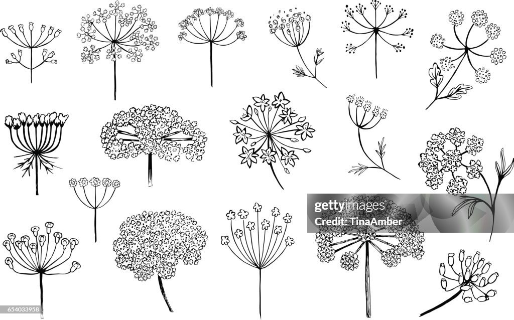 Compound Inflorecences Set Of Vector Different Types Of Inflorescence Isolated On White ...