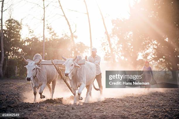 farm workers plowing with buffalo in nepal - plough stock pictures, royalty-free photos & images