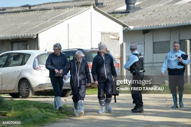 Inspectors of the DDPP leave a pig farm in Pouldreuzic, western of France, on March 15, 2017 following allegations of animal abuse by the animal...