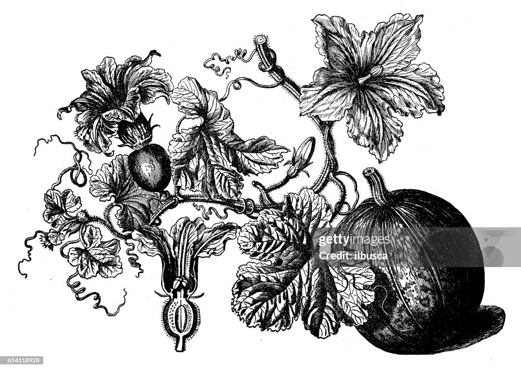 Botany plants antique engraving illustration: Cucurbita pepo (pumpkin)