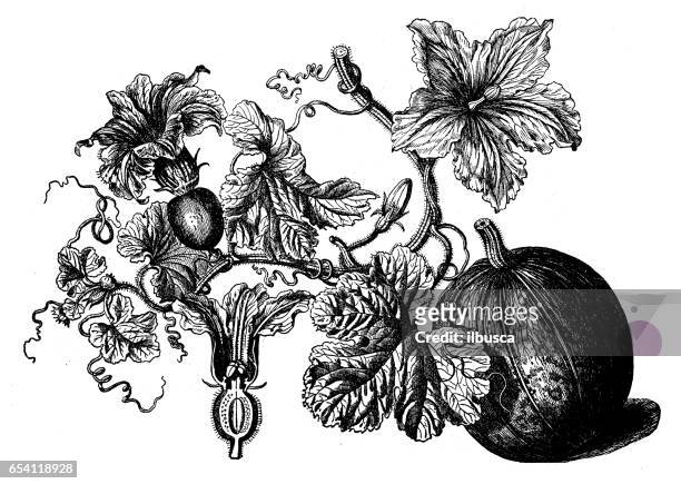 botany plants antique engraving illustration: cucurbita pepo (pumpkin) - winter squash stock illustrations