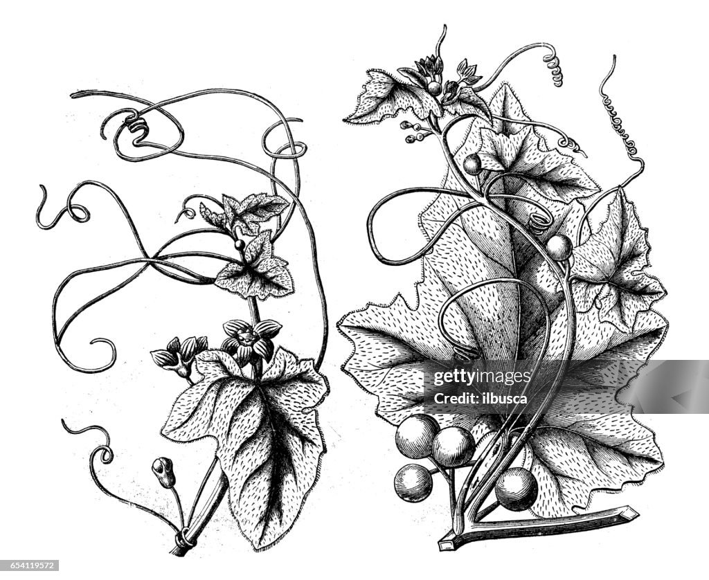 Botany plants antique engraving illustration: Bryonia dioica (red bryony, white bryony, English mandrake)