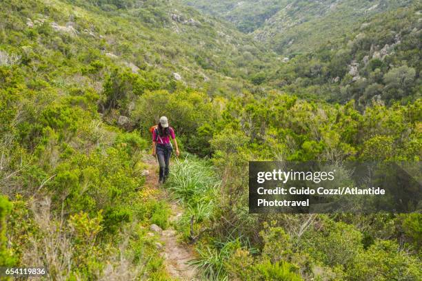 footpath from cala del ceppo to punta dello zenobito - ceppo stock pictures, royalty-free photos & images