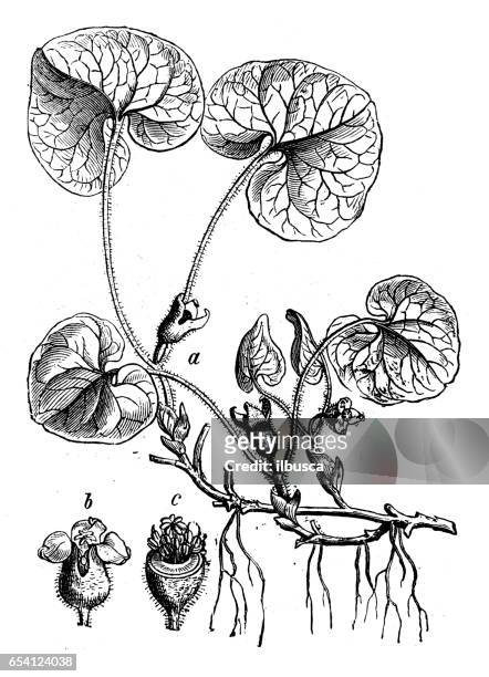 botany plants antique engraving illustration: asarum europaeum (asarabacca, european wild ginger, hazelwort, wild spikenard) - uncultivated stock illustrations