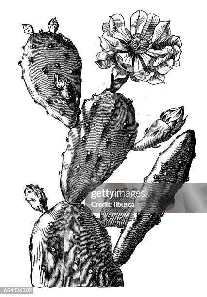botanik pflanzen antik gravur abbildung: opuntia ficus-indica (indische feigen opuntia, barbary fig, cactus pear, ohne rückgrat kaktus, feigenkaktus) - kaktus stock-grafiken, -clipart, -cartoons und -symbole