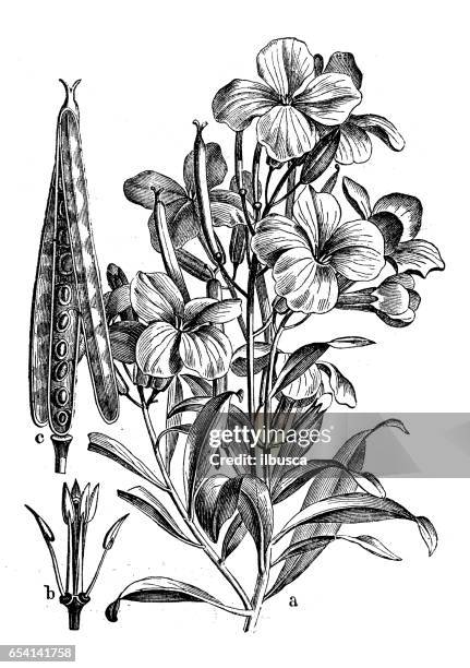 botany plants antique engraving illustration: erysimum cheiri (cheiranthus cheiri, wallflower) - erysimum cheiri stock illustrations