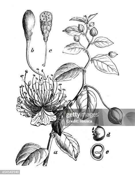 ilustrações de stock, clip art, desenhos animados e ícones de botany plants antique engraving illustration: capparis spinosa (caper bush) - alcaparra