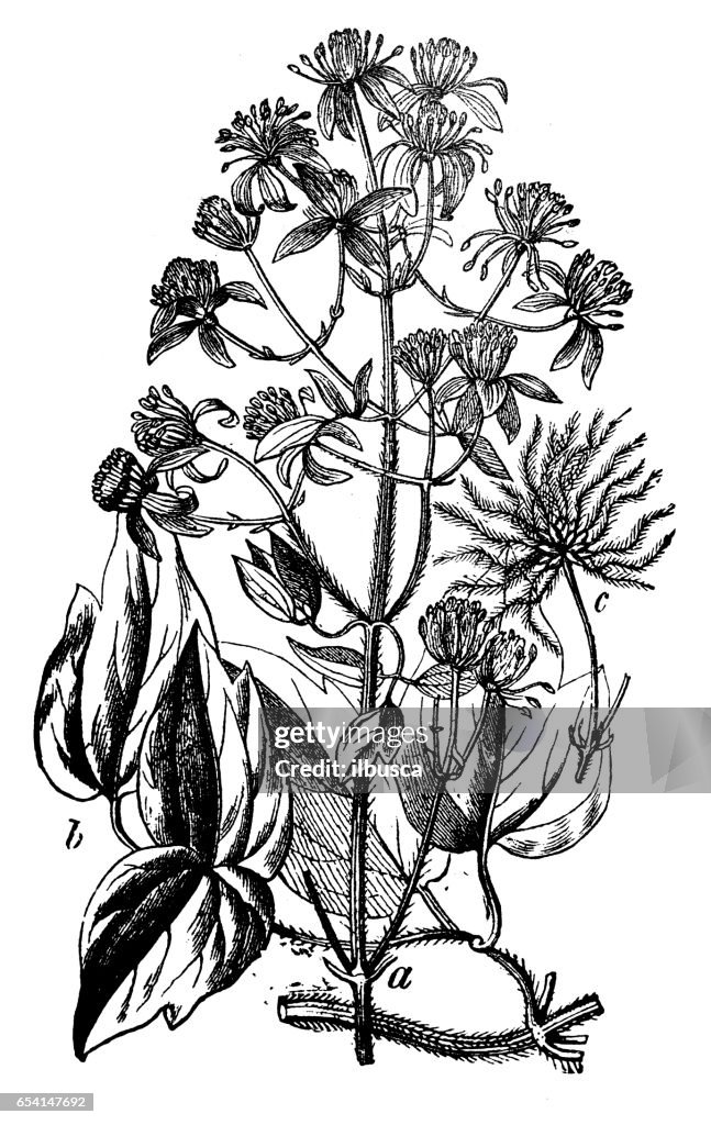 Botany plants antique engraving illustration: Clematis vitalba (Old man's beard, Traveller's Joy)