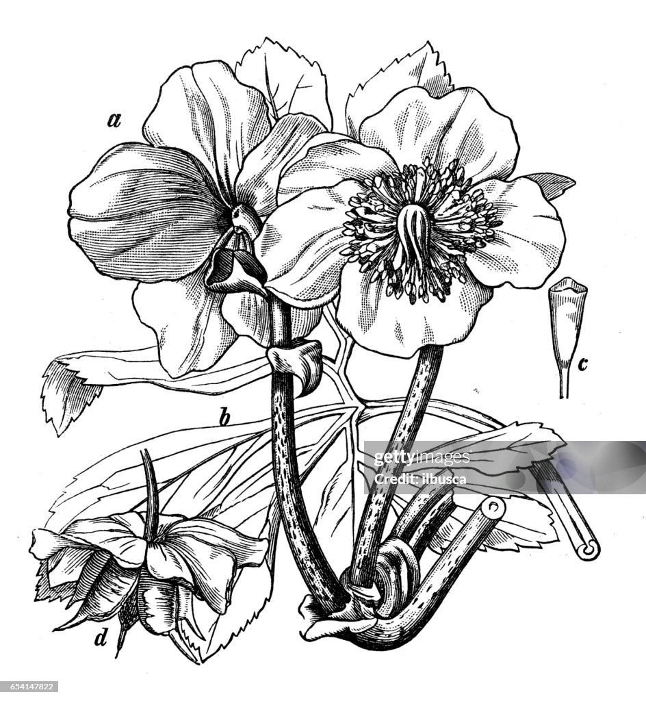 Botany plants antique engraving illustration: Helleborus niger (Christmas rose, black hellebore)