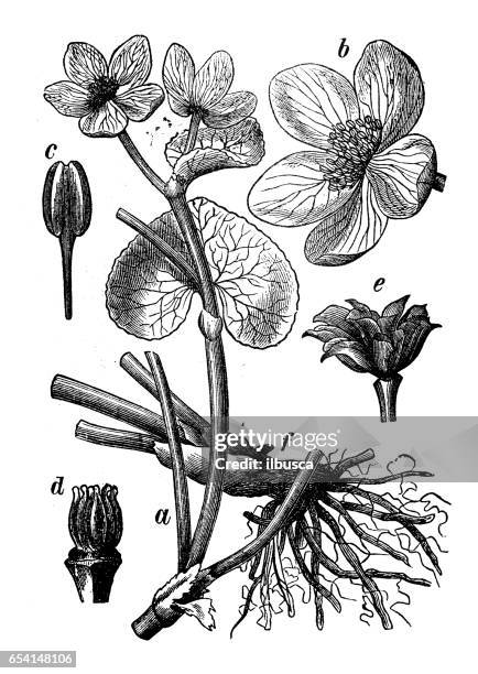 stockillustraties, clipart, cartoons en iconen met plantkunde planten antieke gravure illustratie: dotterbloem (marsh-goudsbloem, kingcup) - gewone dotterbloem