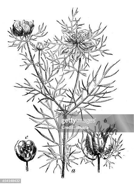 botany plants antique engraving illustration: nigella damascena (love-in-a-mist, ragged lady, devil in the bush) - nigella stock illustrations