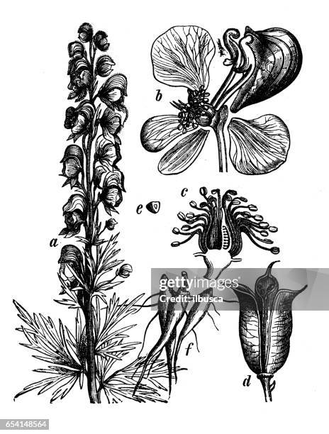 botany plants antique engraving illustration: aconitum napellus (monk's-hood, aconite, wolfsbane) - aconitum napellus stock illustrations