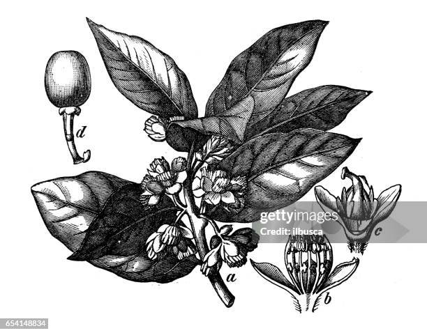 botany plants antique engraving illustration: laurus nobilis (bay laurel, sweet bay, bay tree, true laurel) - bay leaf white background stock illustrations
