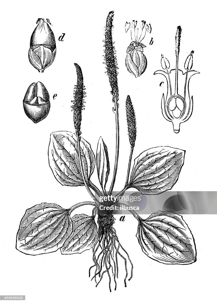 Botany plants antique engraving illustration: Plantago major (broadleaf plantain, white man's foot, greater plantain)